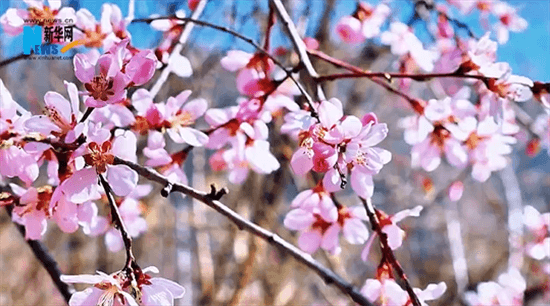 平凉崇信：桃花朵朵春意浓