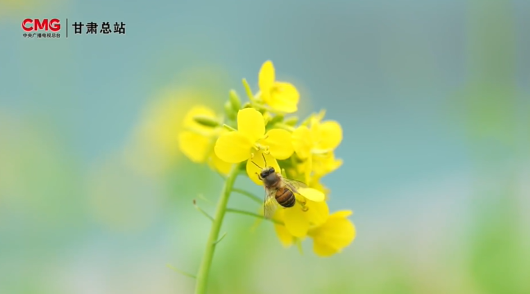 西北的寒冬里　藏着一个“春天”